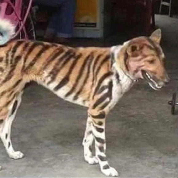 Tiger 🐯 - Picture 2 of 5